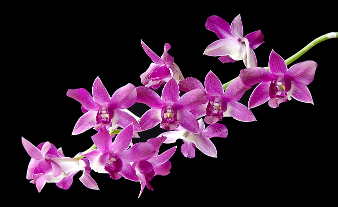 Dendrobium berry oda